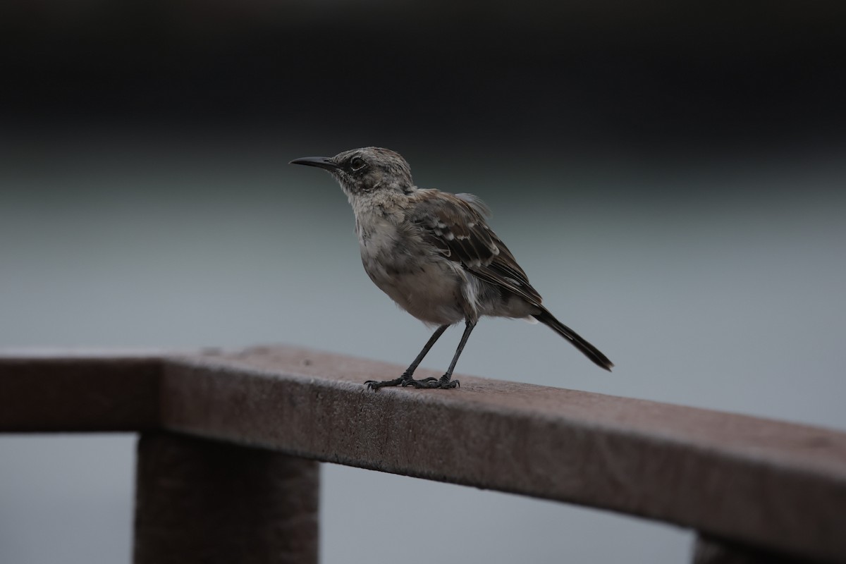 San Cristobal Mockingbird - Bonnie de Grood