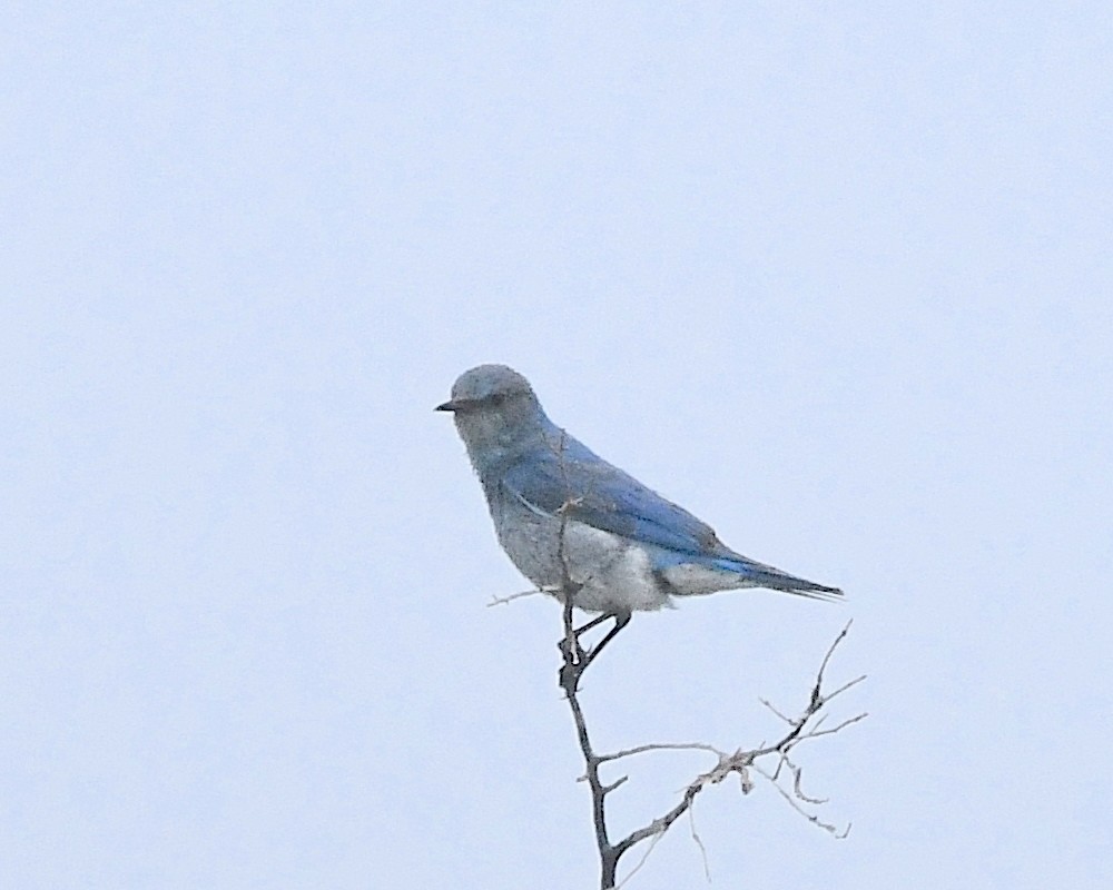 Mountain Bluebird - ML599852681