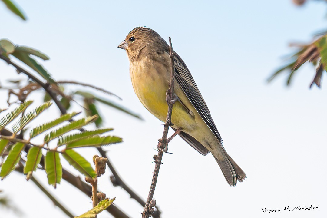 Grassland Yellow-Finch - ML599852711