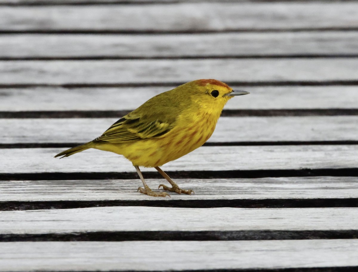 Yellow Warbler - Bonnie de Grood