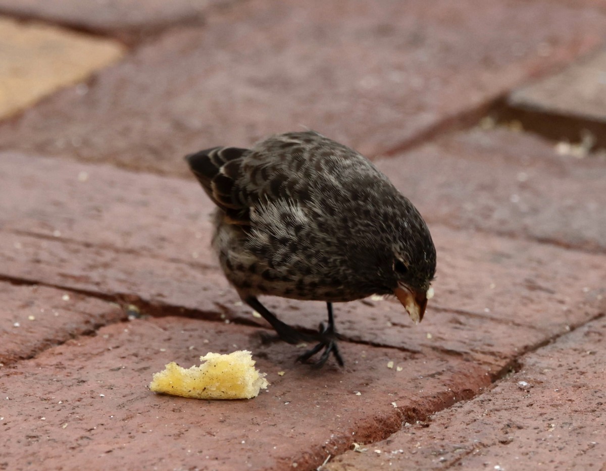 Small Ground-Finch - Bonnie de Grood