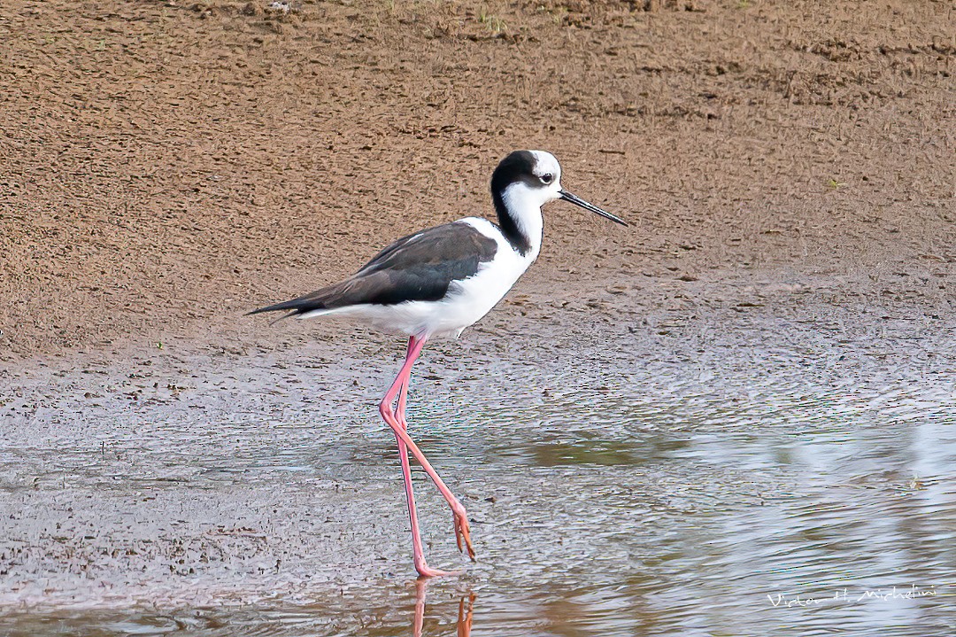 Black-necked Stilt - ML599852901