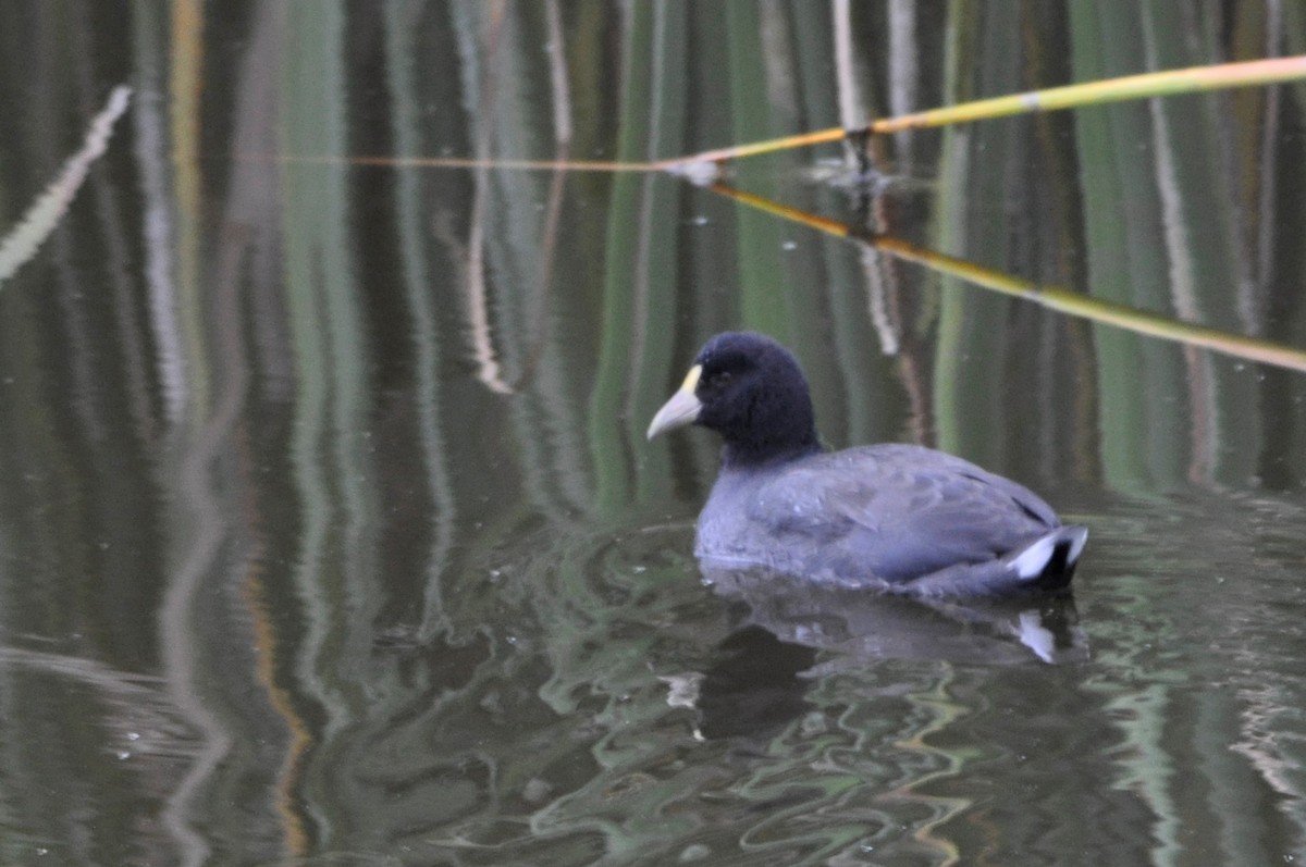 White-winged Coot - ML599852931