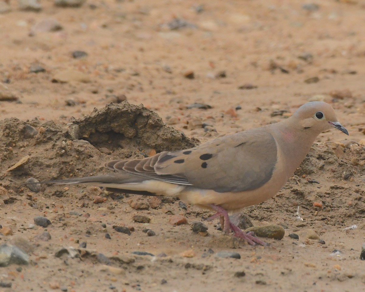 Mourning Dove - ML599852951