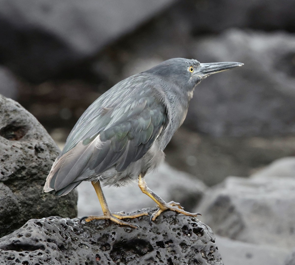 Striated Heron (Galapagos) - Bonnie de Grood