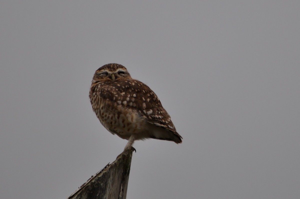 Burrowing Owl - ML599853061