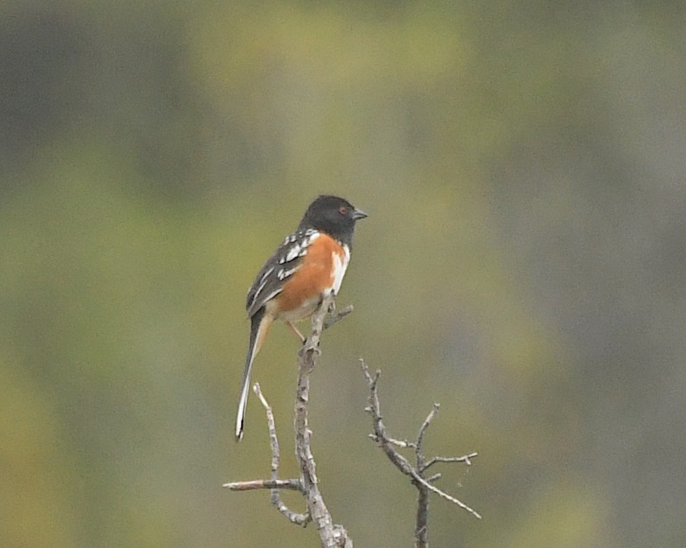 Spotted Towhee - ML599853231