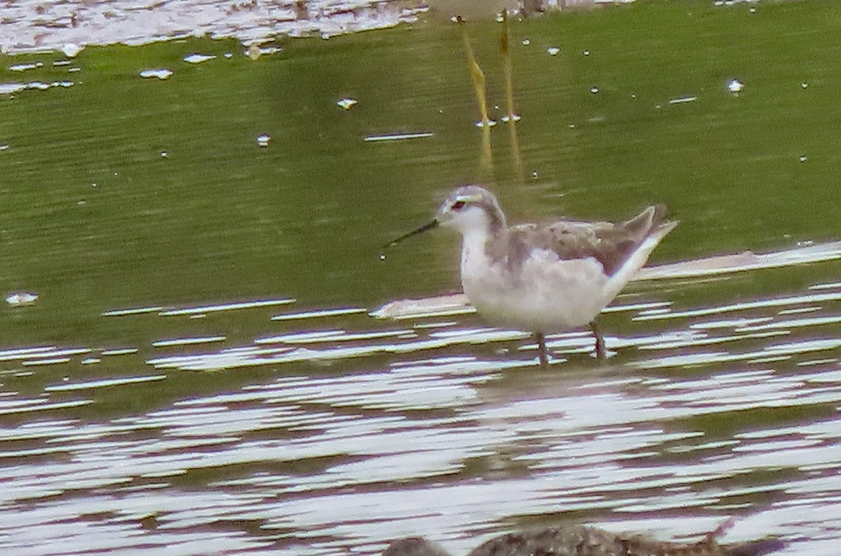 Phalarope de Wilson - ML599853811