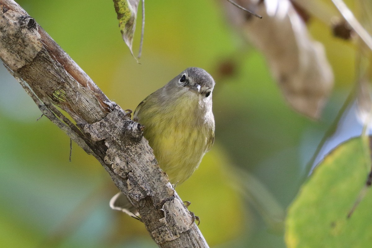 Orange-crowned Warbler - ML599854181