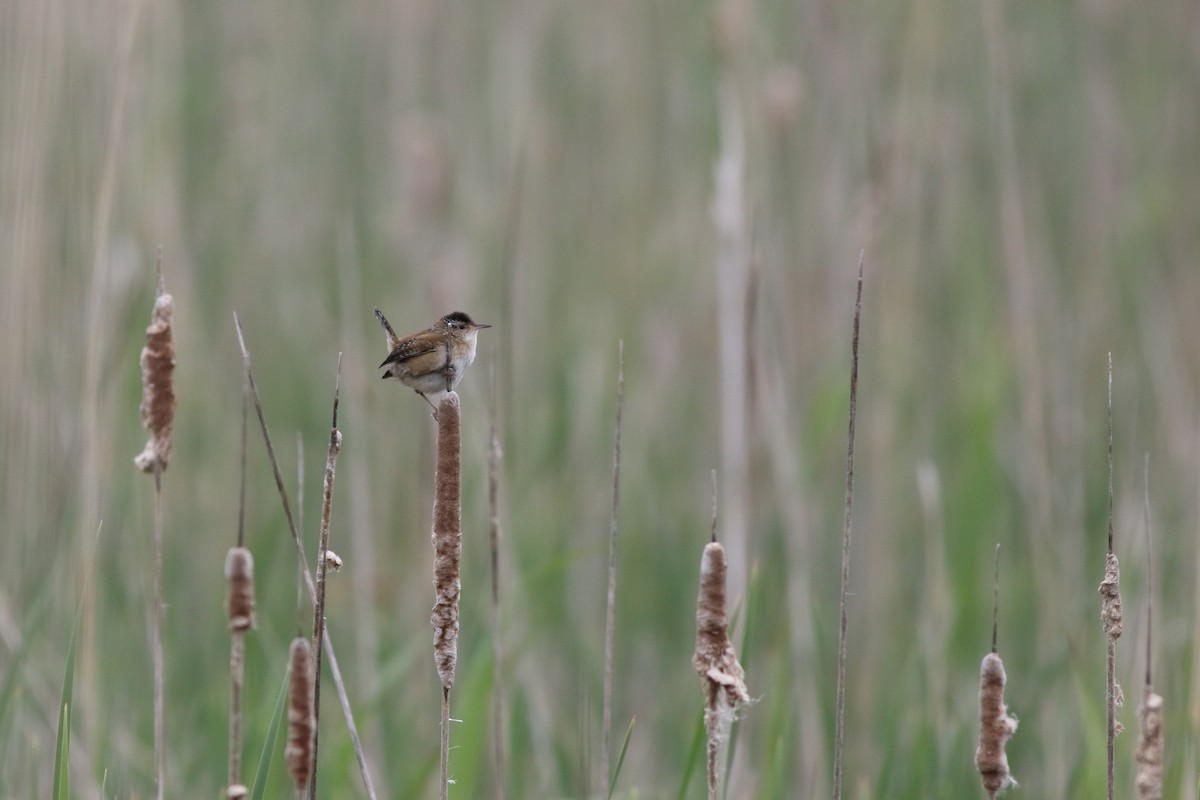 Cucarachero Pantanero (grupo palustris) - ML59985621