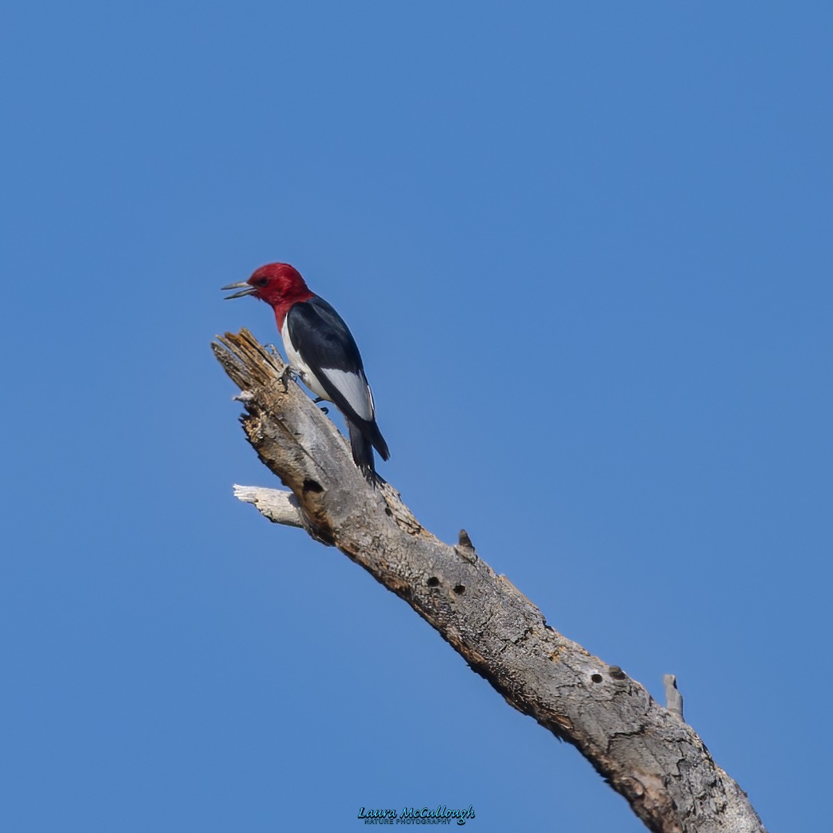 Red-headed Woodpecker - ML599858781