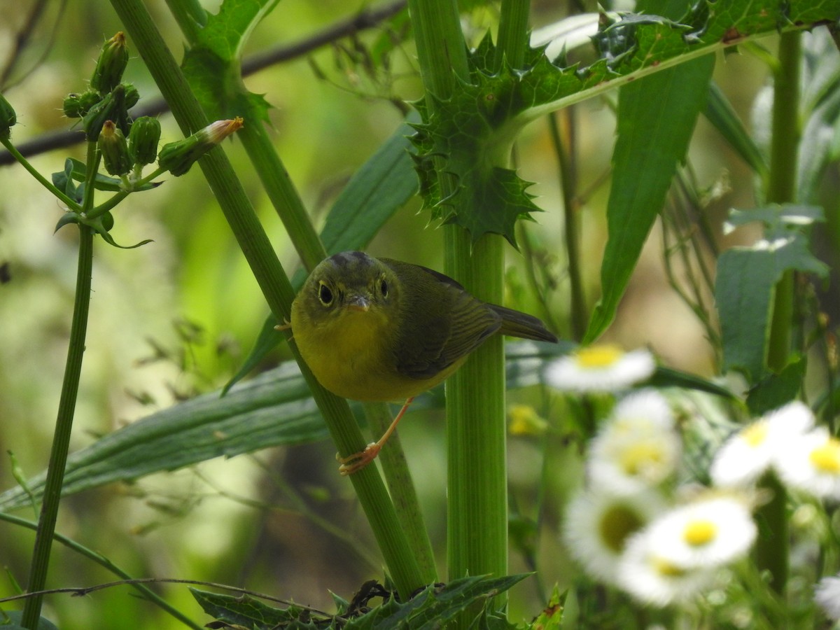 Alström's Warbler - ML599858791