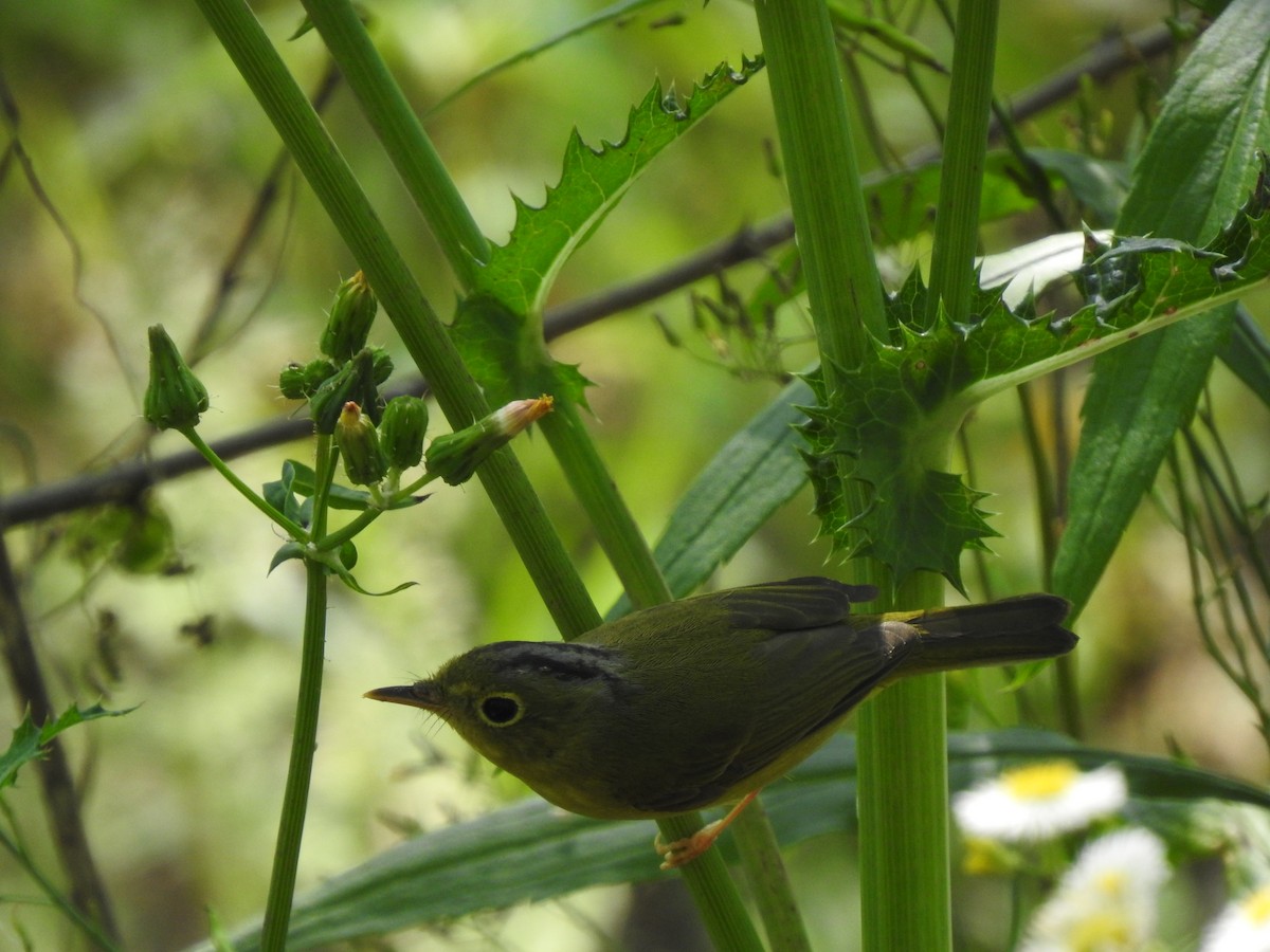 Alström's Warbler - ML599858821