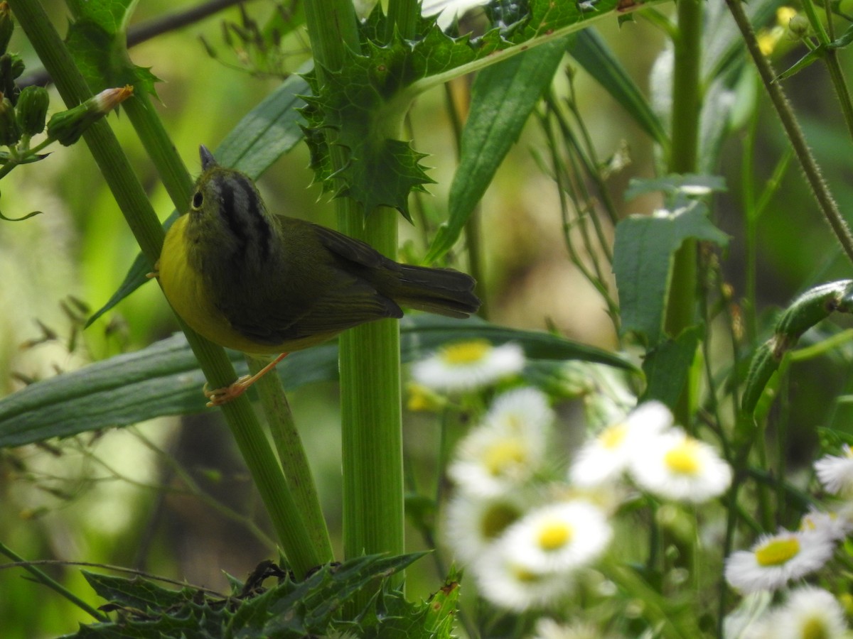 Alström's Warbler - ML599858881