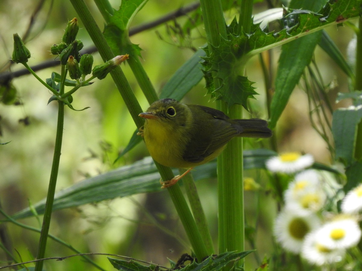 Alström's Warbler - ML599858921