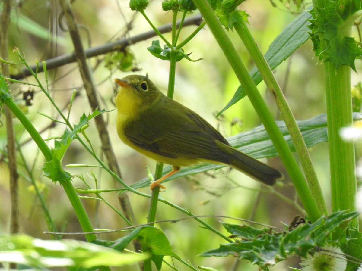 Alström's Warbler - ML599858971