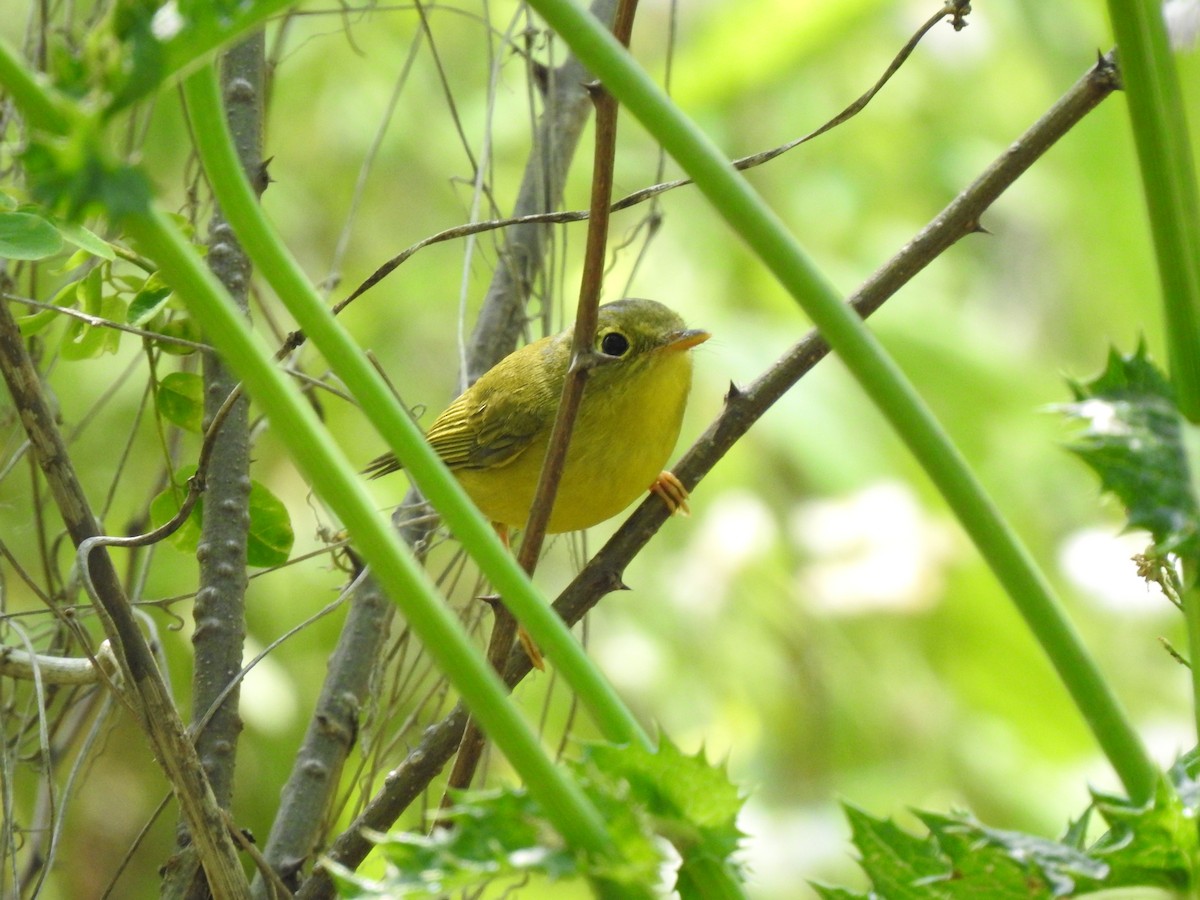 Alström's Warbler - ML599859021