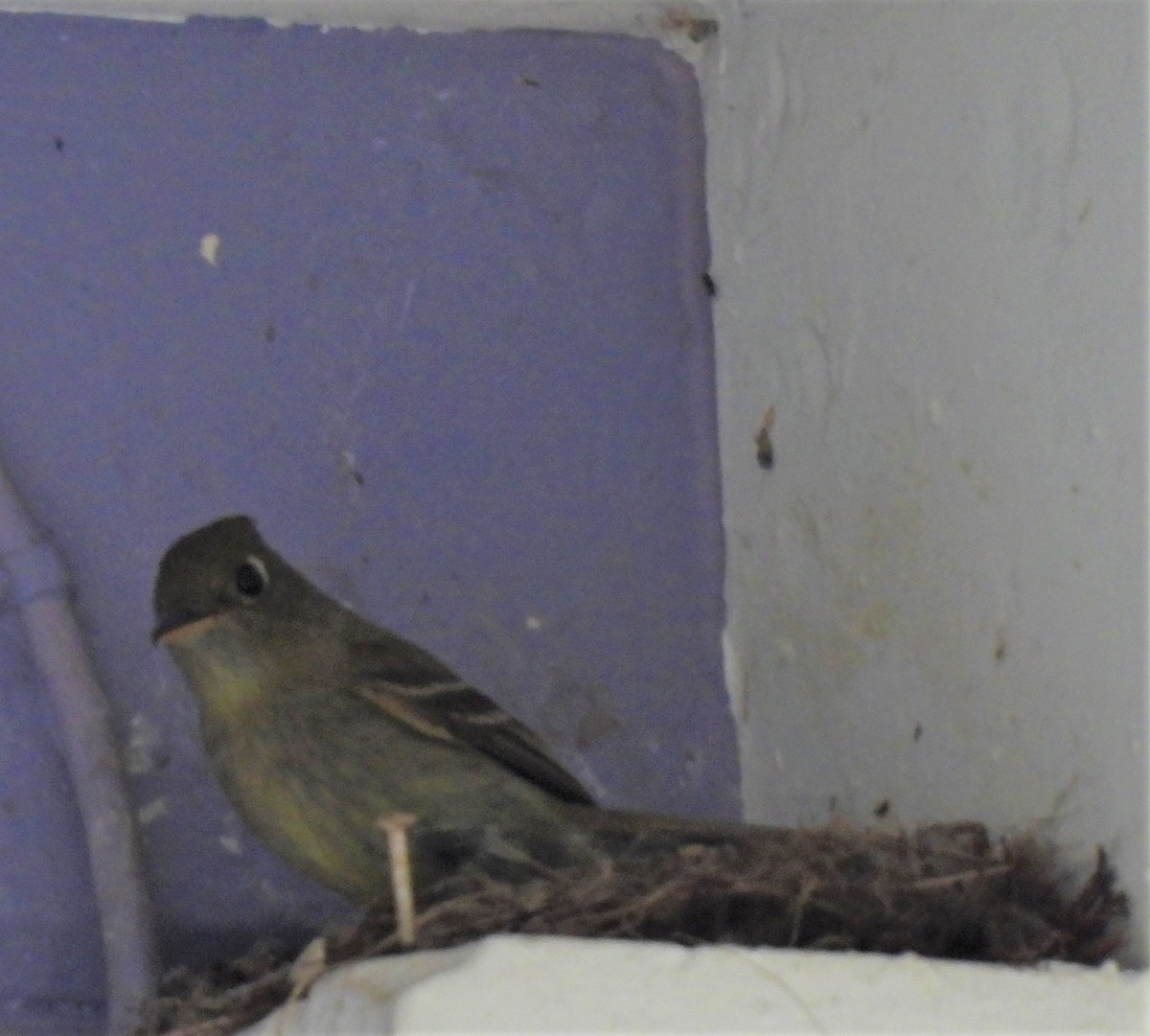 Western Flycatcher (Cordilleran) - ML599859751