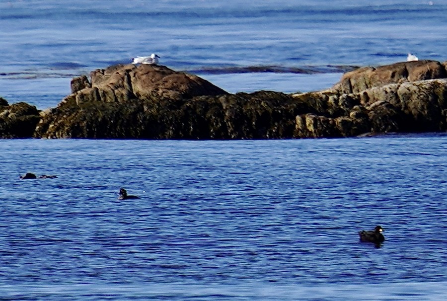 Black Scoter - Bob Plohr