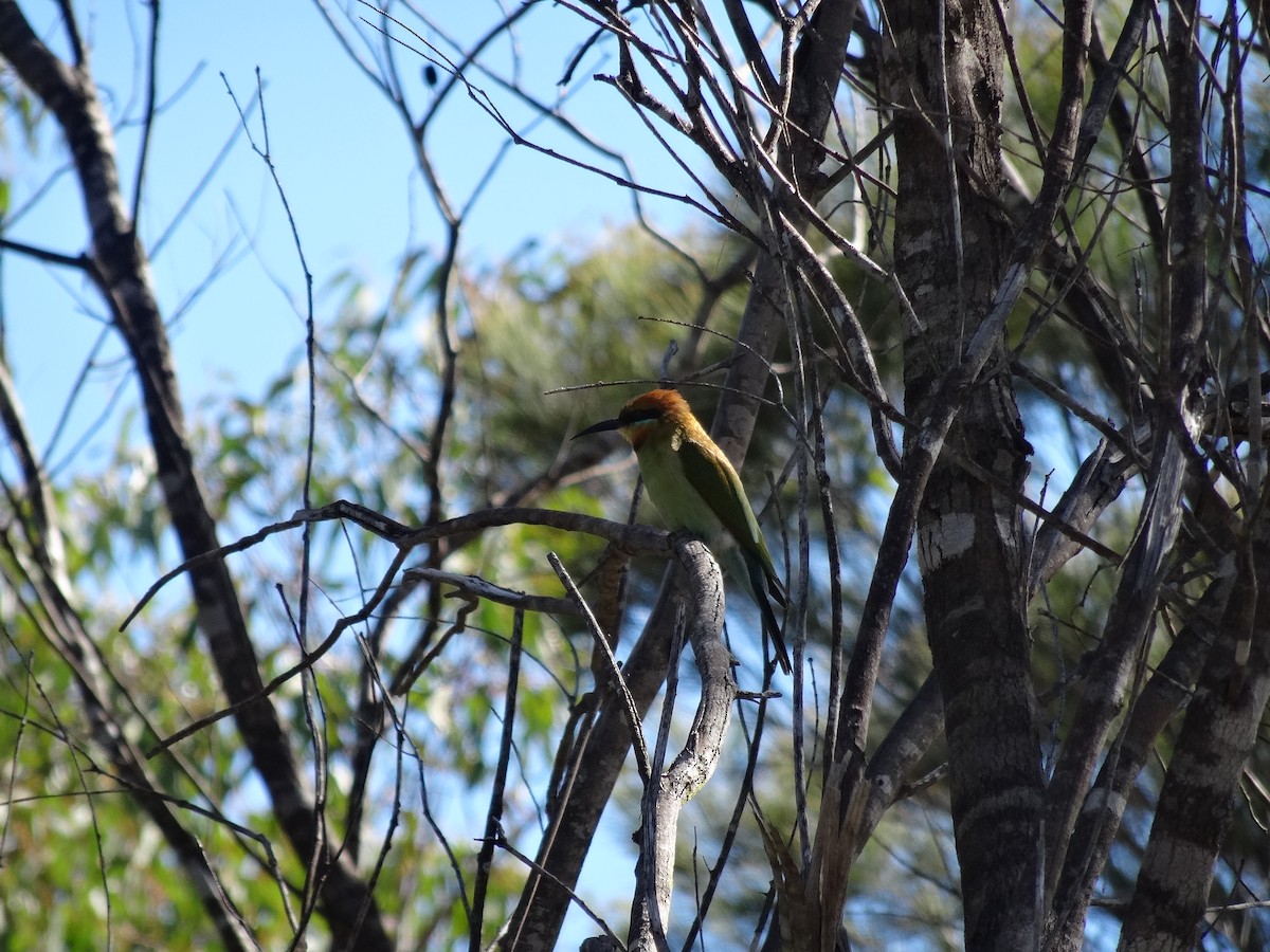 Rainbow Lorikeet - Mike Youdale