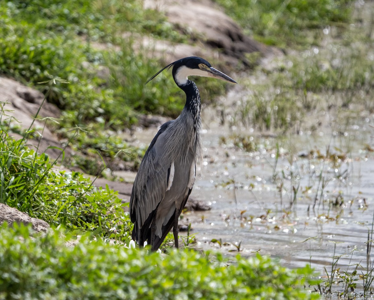 Black-headed Heron - ML599861441