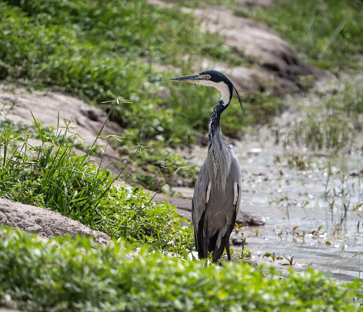 Black-headed Heron - ML599861491