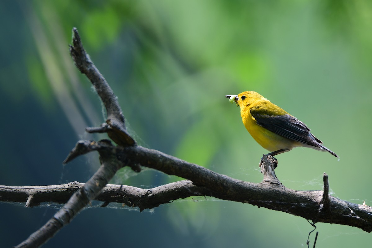 Prothonotary Warbler - ML599862151