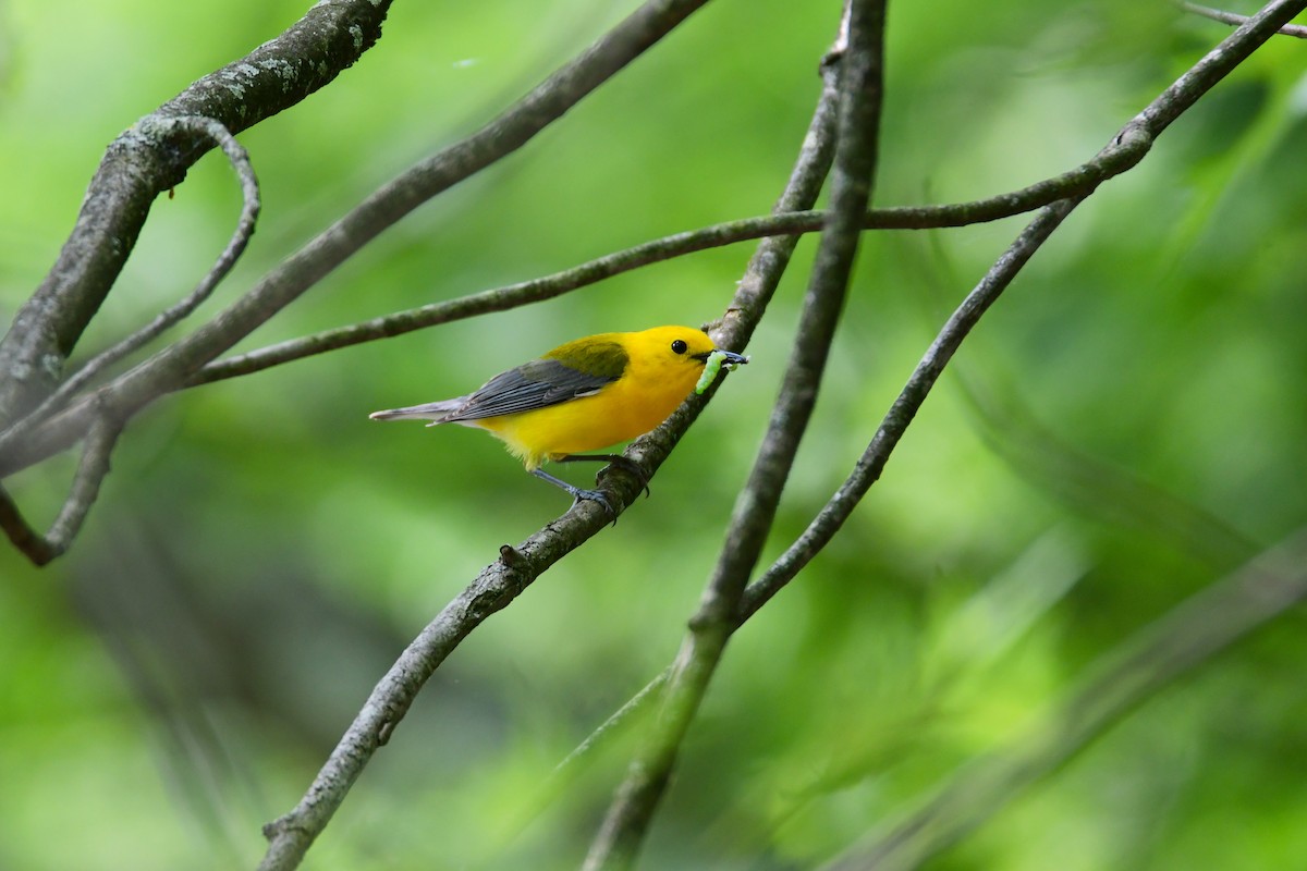 Prothonotary Warbler - ML599862171