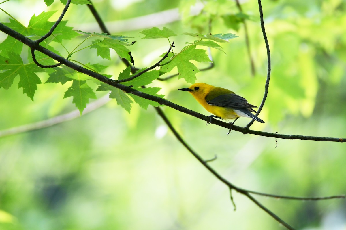 Prothonotary Warbler - ML599862221