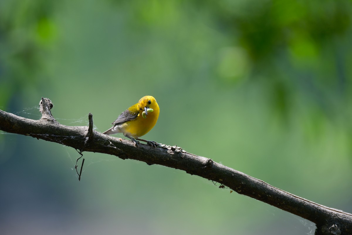 Prothonotary Warbler - ML599862231