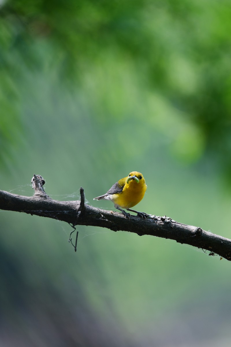 Prothonotary Warbler - ML599862241