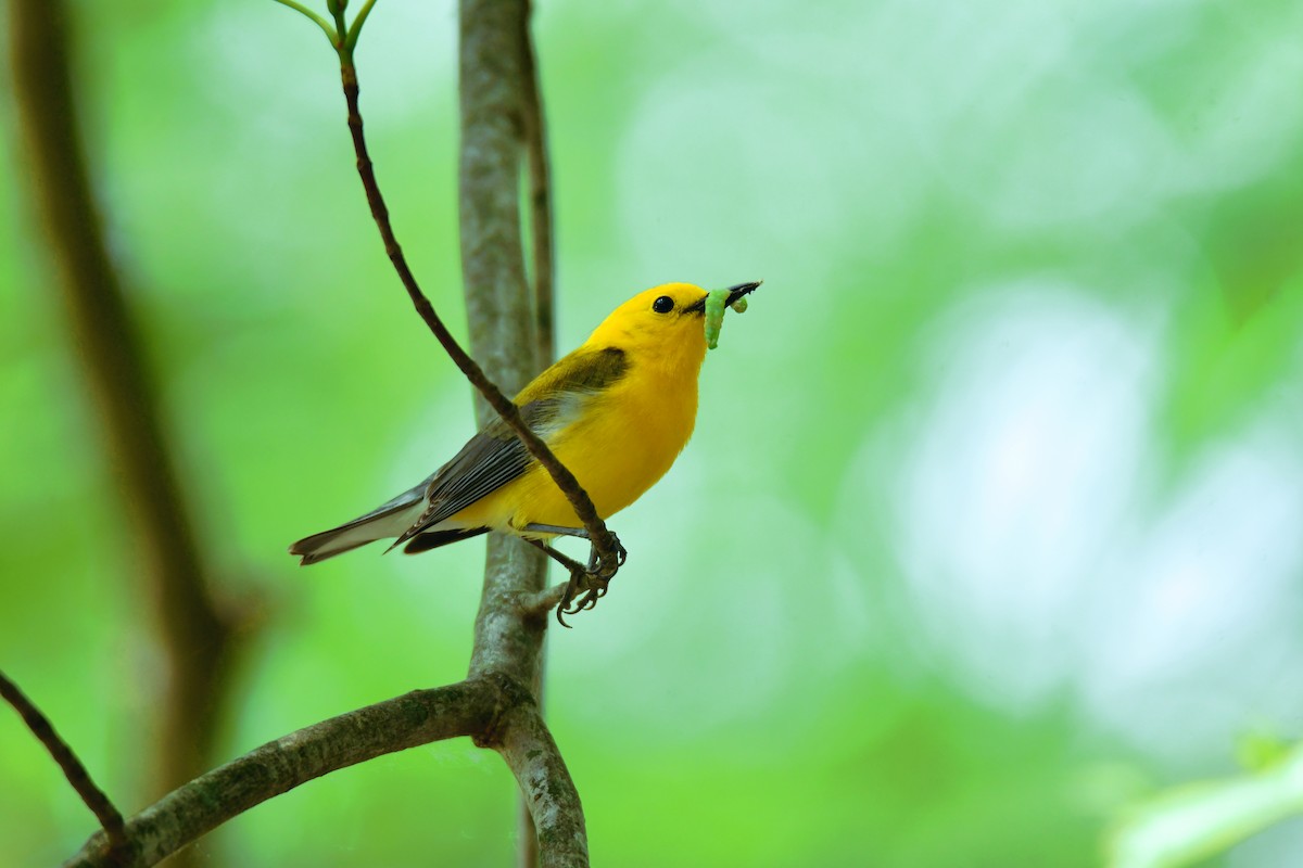 Prothonotary Warbler - ML599862251
