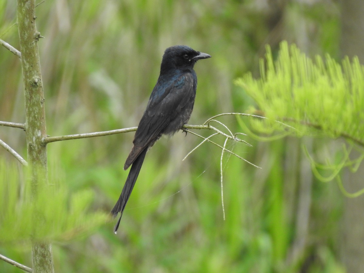 Black Drongo - ML599862631