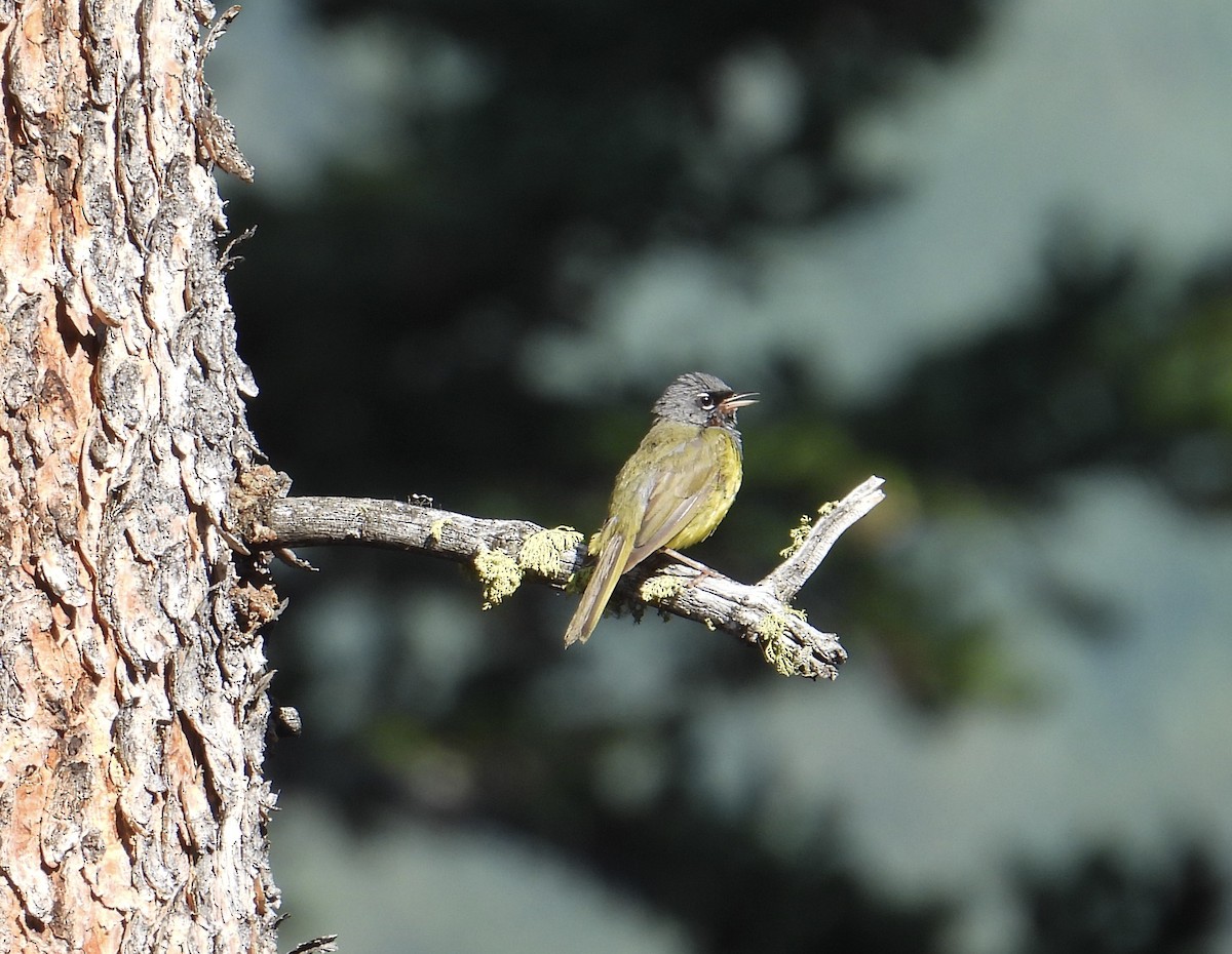 MacGillivray's Warbler - Nancy Braun