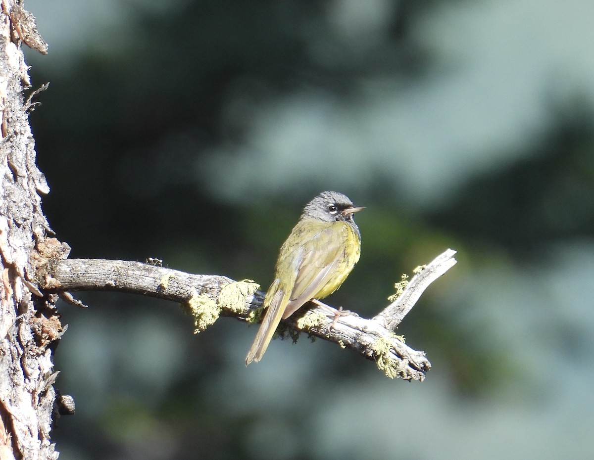 MacGillivray's Warbler - ML599862761