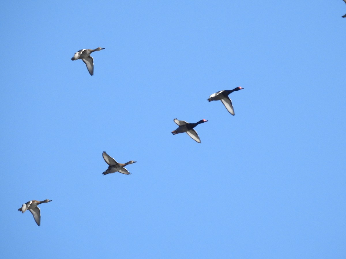 Rosy-billed Pochard - ML599862791