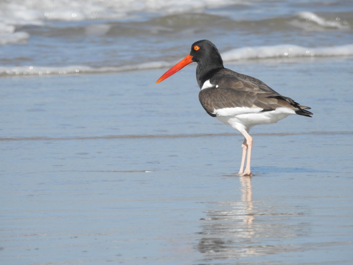 American Oystercatcher - Marco Crozariol