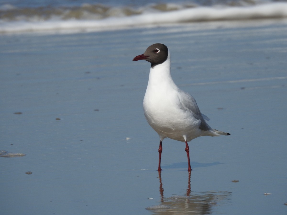 Brown-hooded Gull - ML599863321