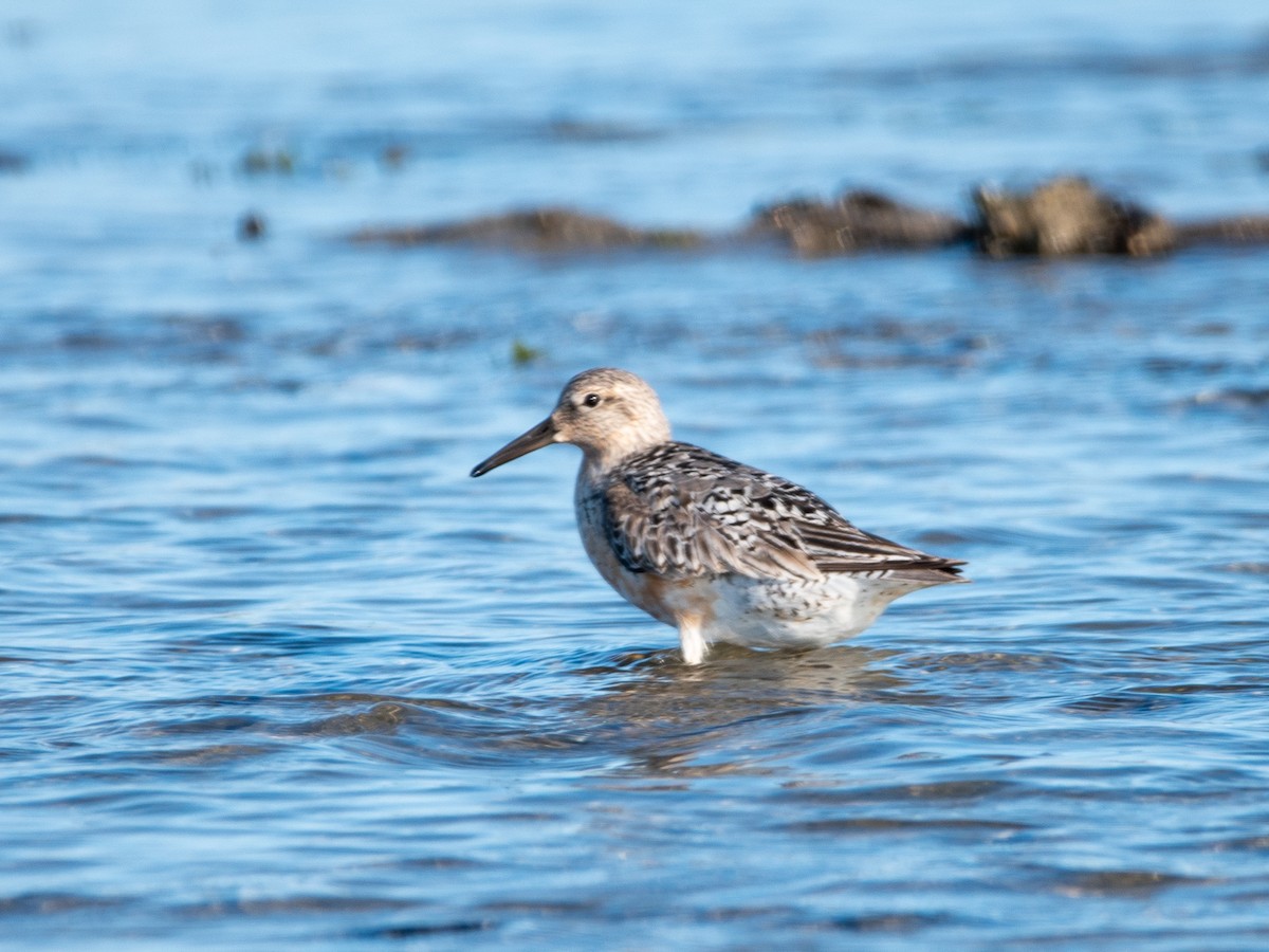 Red Knot - ML599863491