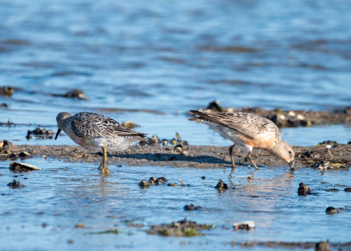 Red Knot - ML599863501