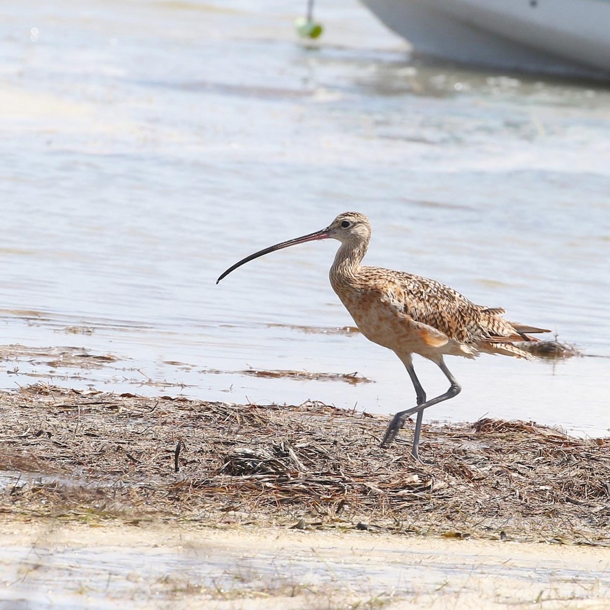 Long-billed Curlew - ML599863601