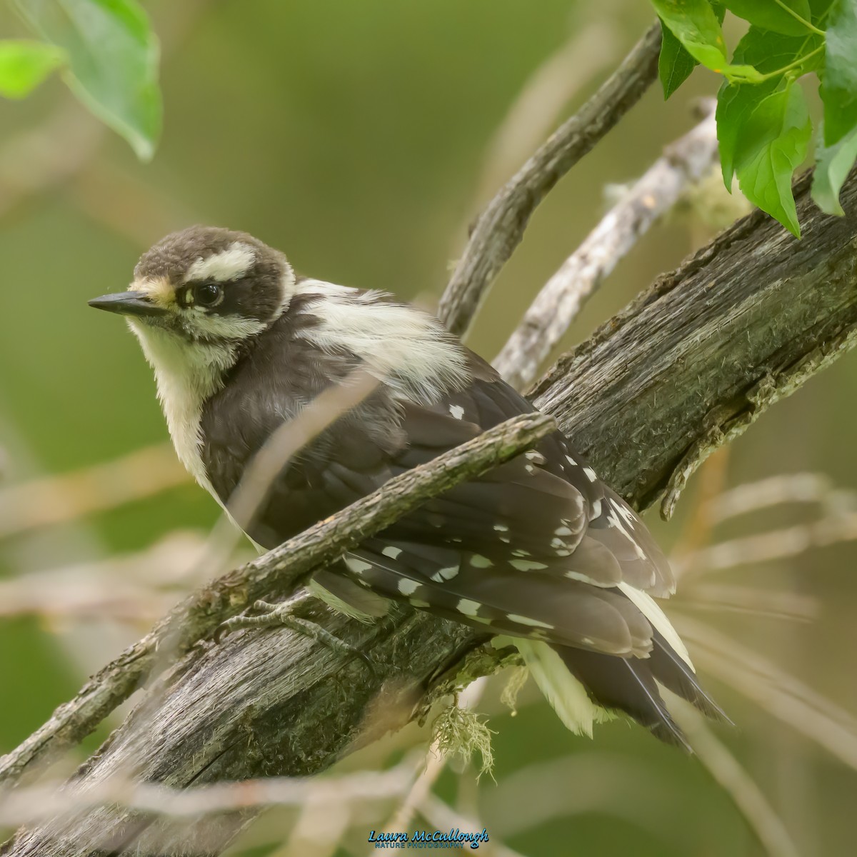 Downy Woodpecker - ML599863641