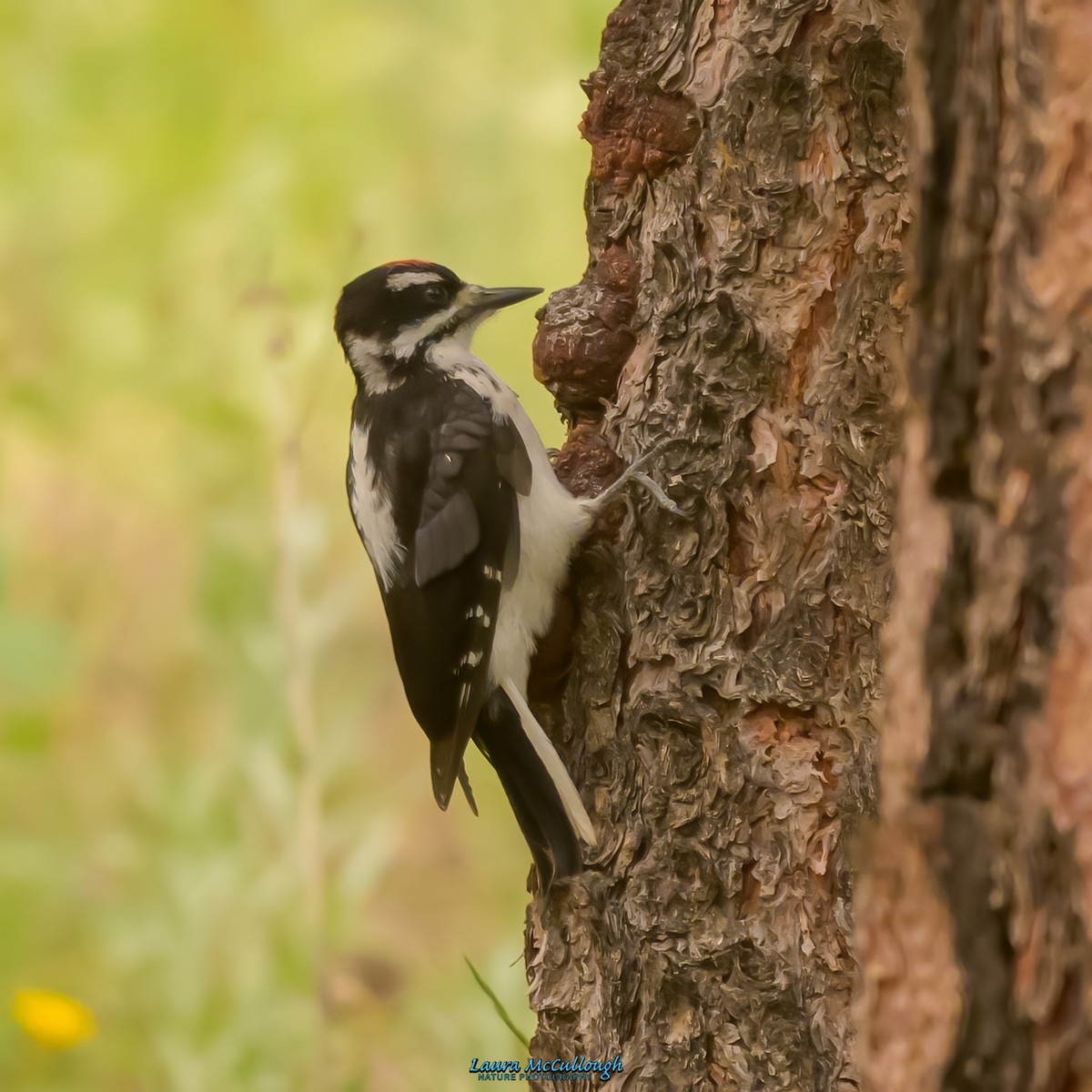 Hairy Woodpecker - ML599863671