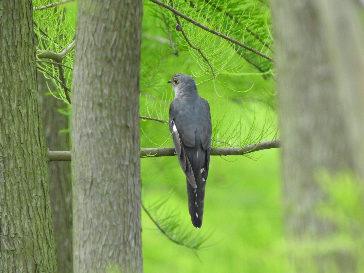 Lesser Cuckoo - ML599863891