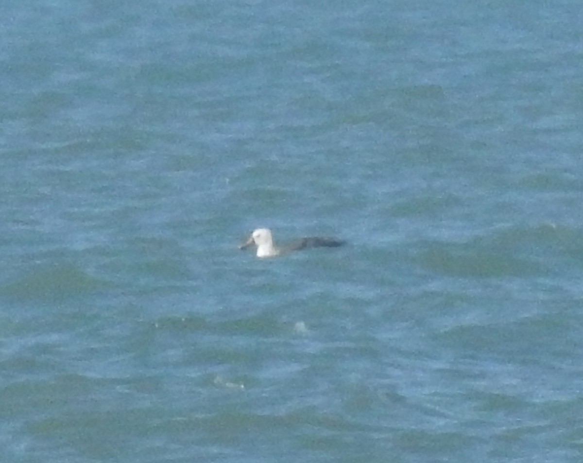 Atlantic Yellow-nosed Albatross - Marco Crozariol