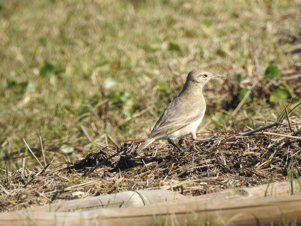 patagoniatunnelfugl - ML599864271