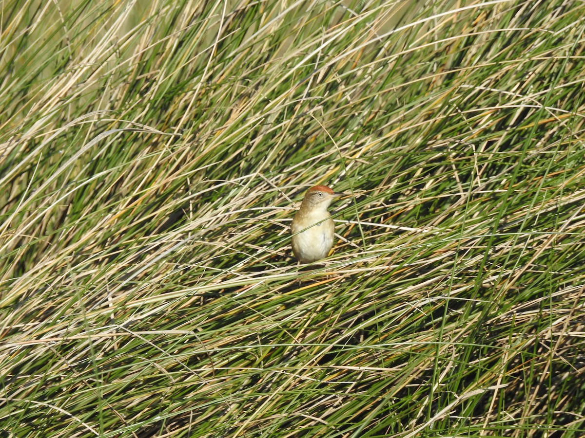 Bay-capped Wren-Spinetail - Marco Crozariol