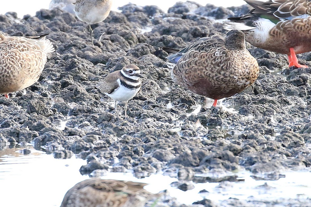 Killdeer - Chih-Wei(David) Lin