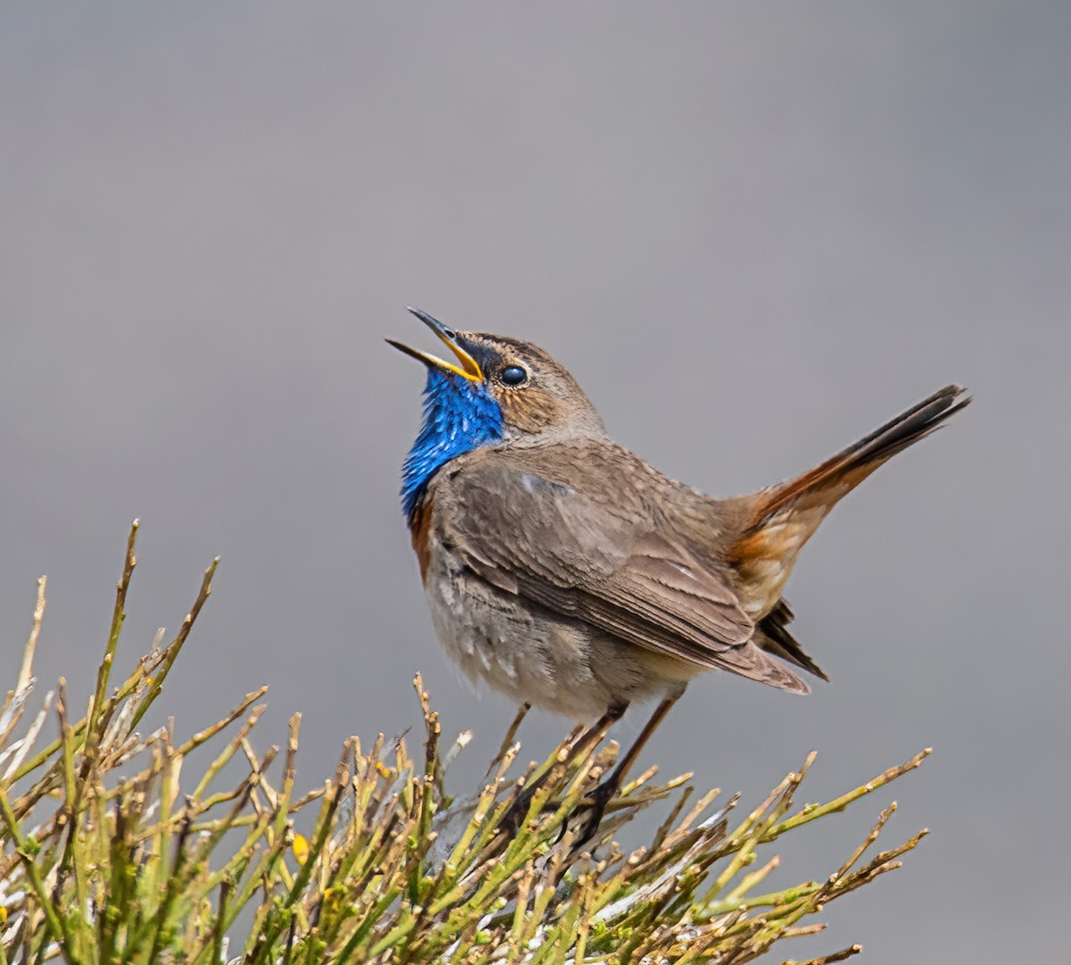 Bluethroat - Verónica Suárez Blanco