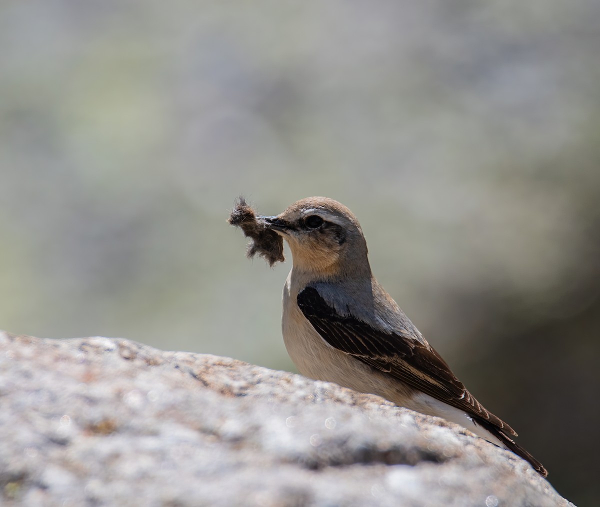 Northern Wheatear - ML599865401